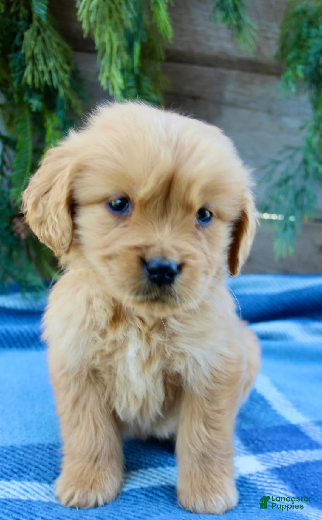 Golden Retriever dogs for sale: Tiny Timmy  - Ad 1