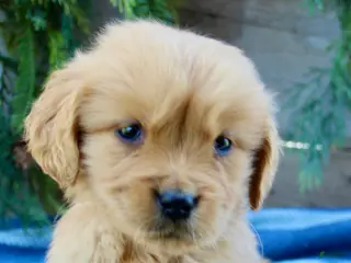 Golden Retriever dogs for sale: Tiny Timmy - Ad 2