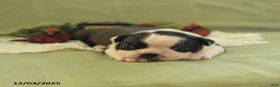 Boston Terrier dogs for sale: Dasher - Ad 5
