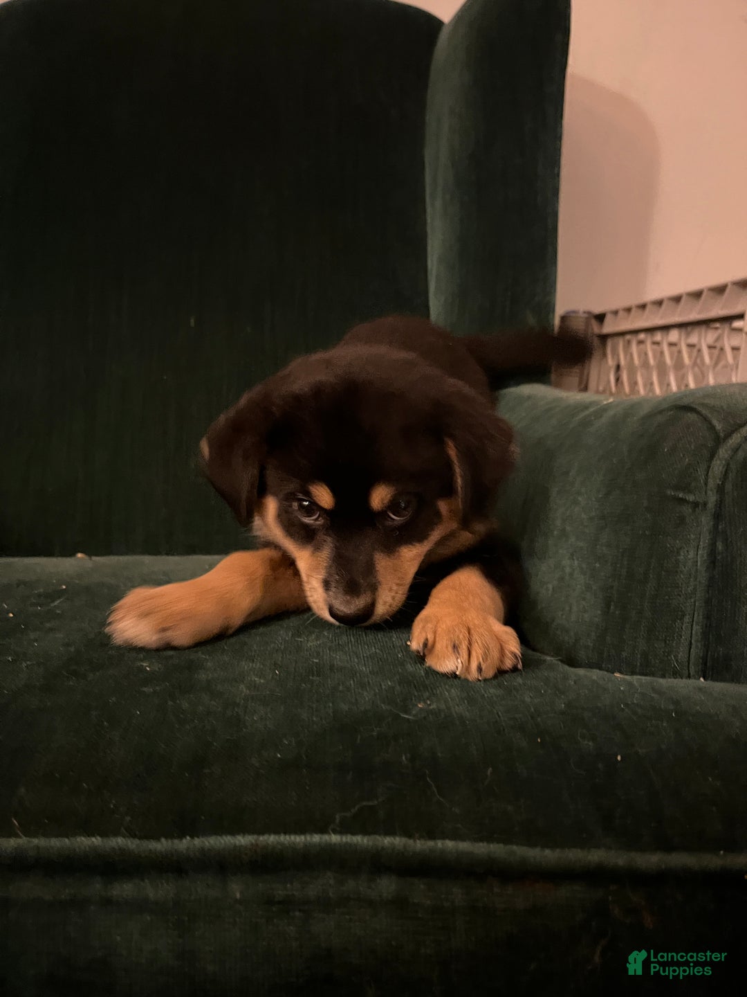 Mixed Breed dogs for sale: Victra - Ad 3