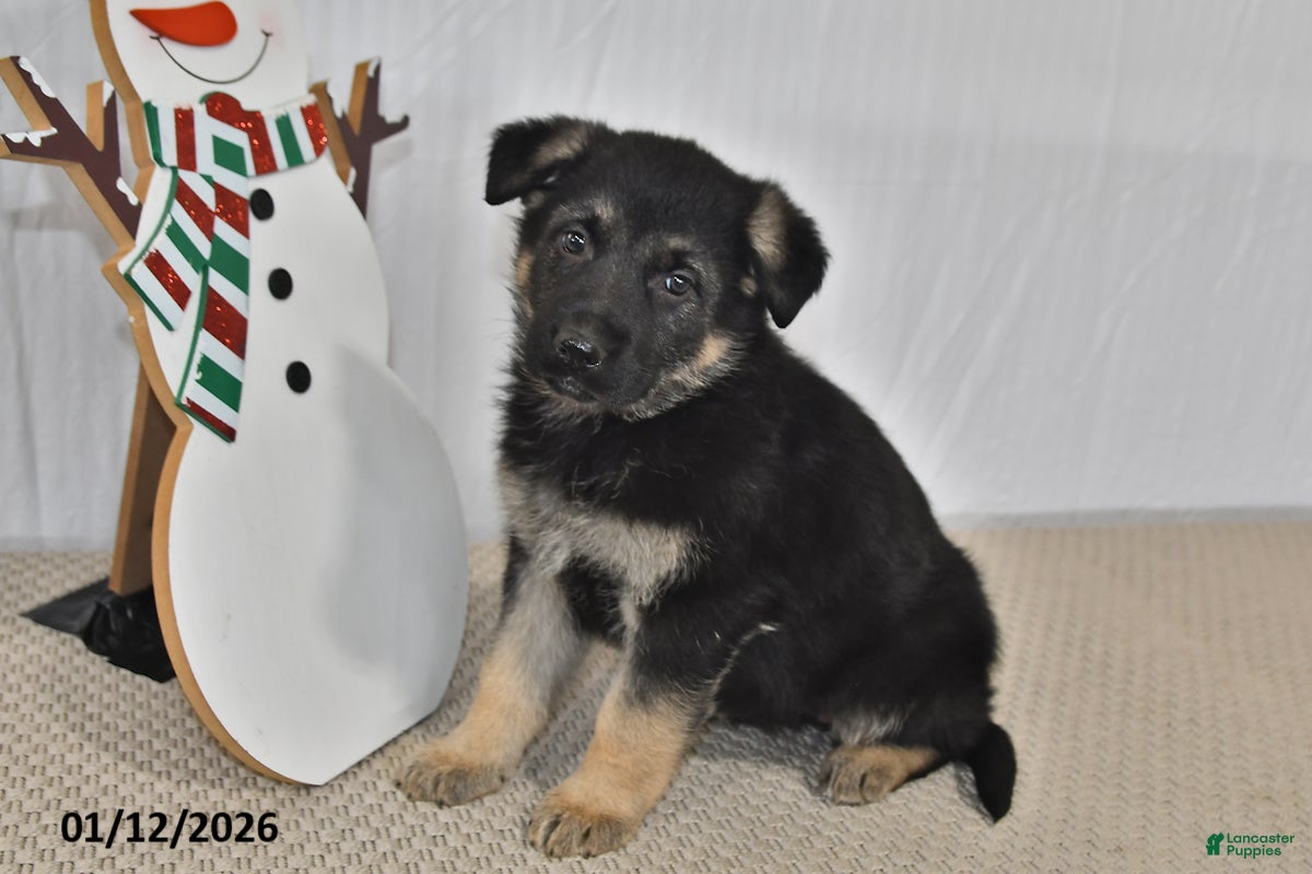 German Shepherd dogs Mocha - Ad 28
