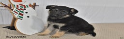 German Shepherd dogs for sale: Mocha - Ad 1