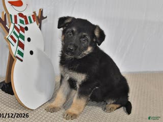 German Shepherd dogs Mocha - Ad 17