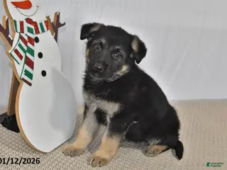 German Shepherd dogs Mocha - Ad 15