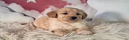 Mixed Breed dogs for sale: Mia💗Petite Golden Sheltie Doodle - Ad 4