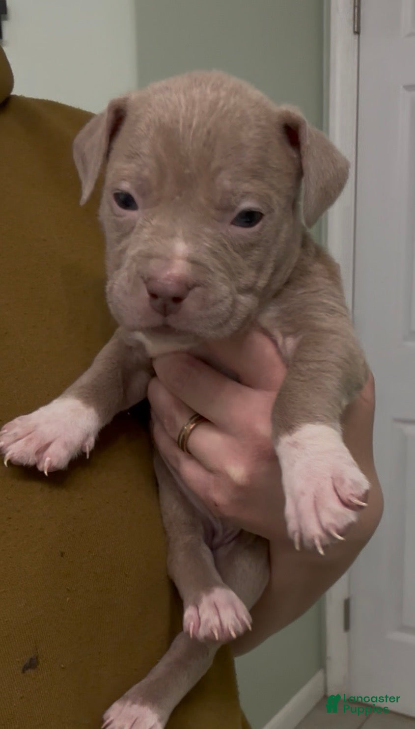 Mixed Breed dogs Elsa - Ad 2