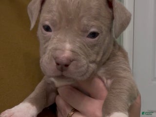 Mixed Breed dogs Elsa - Ad 34