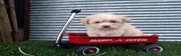 Shihpoo dogs for sale: Parker - Ad 14