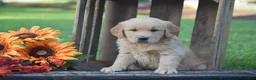 Golden Retriever dogs for sale: Paige - Ad 2