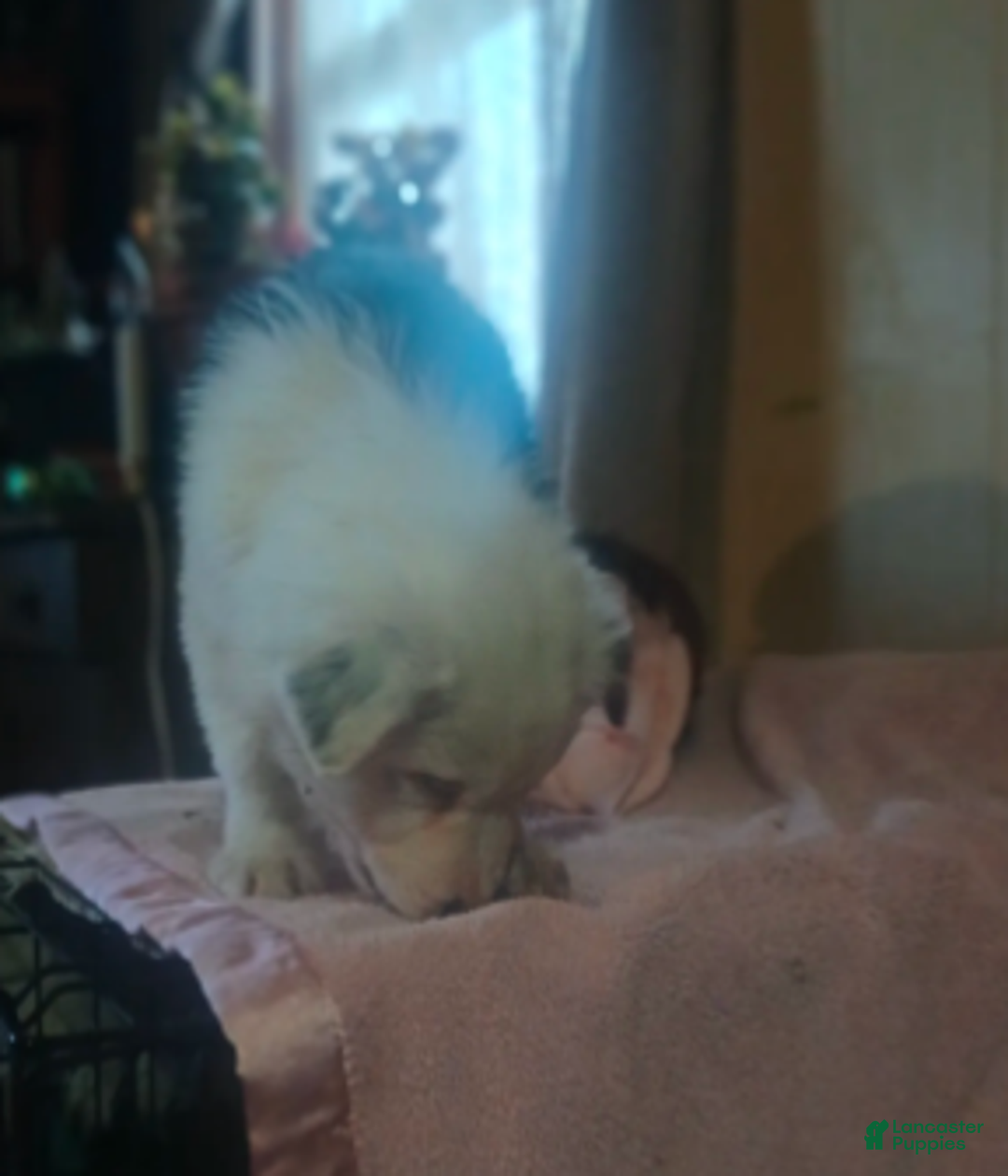 Australian Shepherd dogs for sale: Sonny - Ad 3