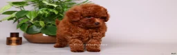 Toy Poodle dogs for sale: HELIOS — FIERY RED TOY POODLE BOY - Ad 6