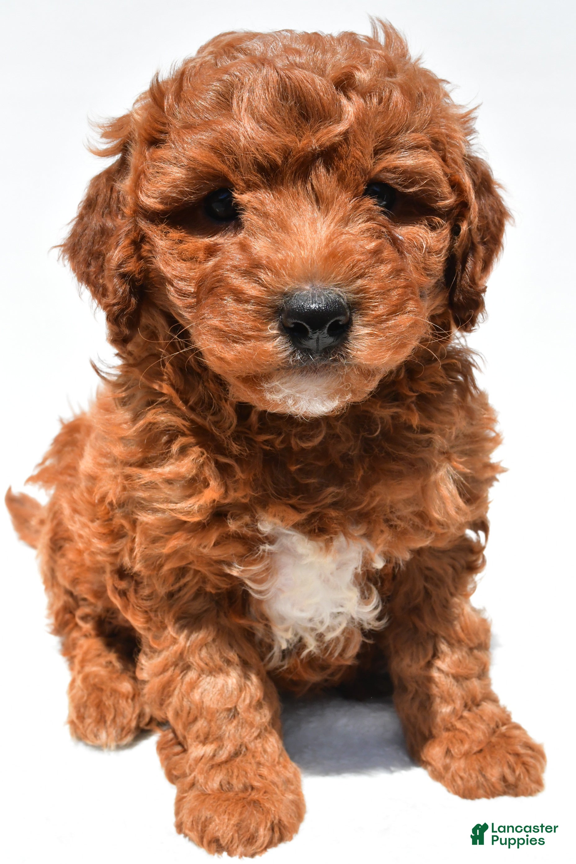 Mini Goldendoodle dogs Hunter - Ad 1