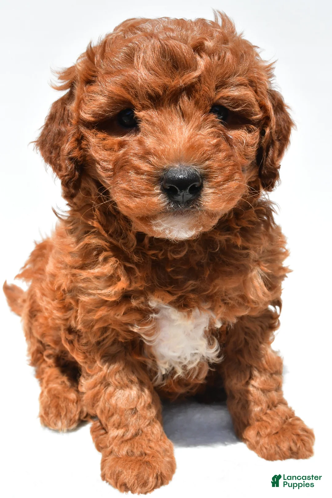 Mini Goldendoodle dogs for sale: Hunter - Ad 1