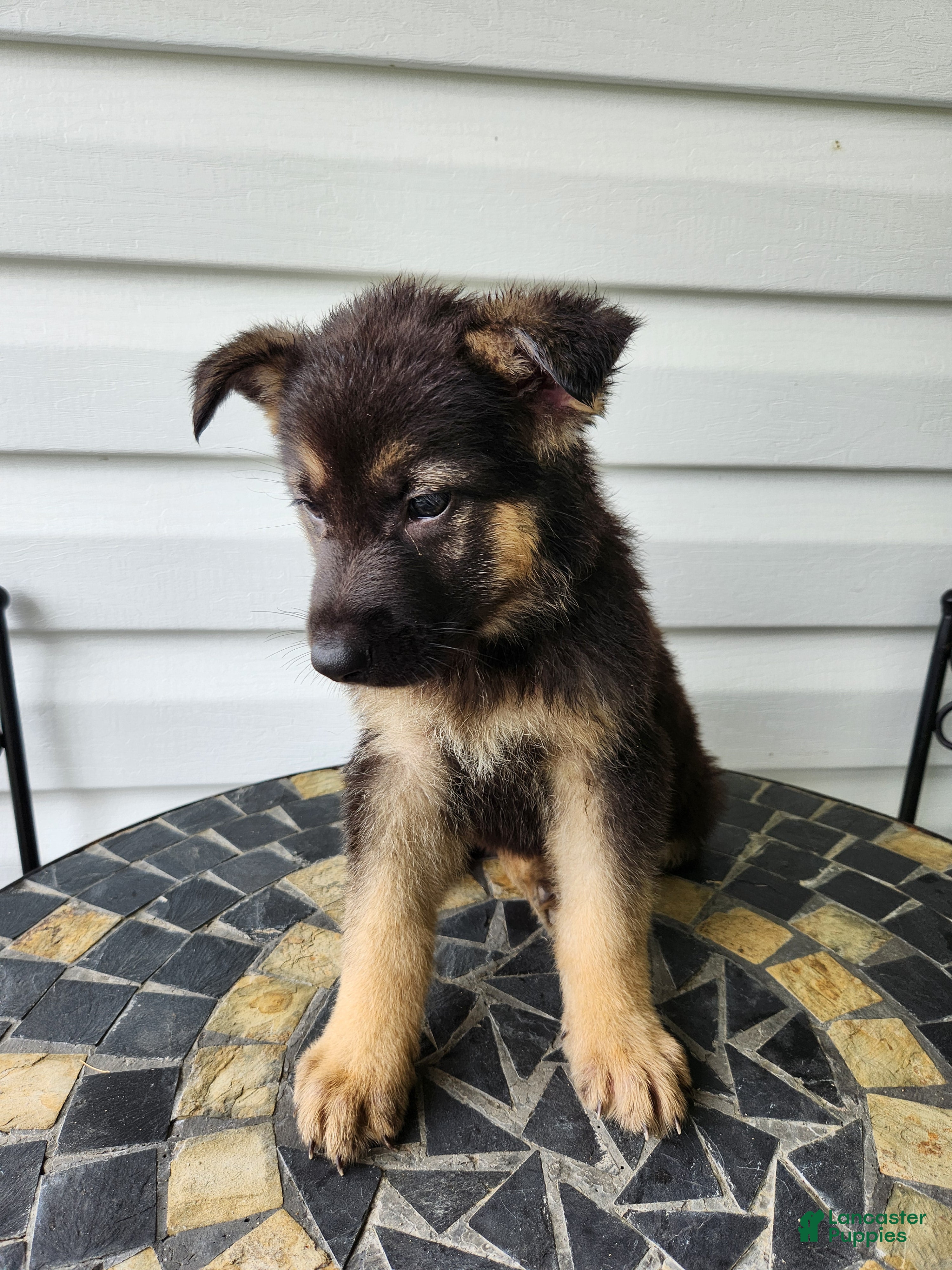 German Shepherd dogs Levi - Ad 2