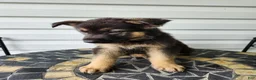 German Shepherd dogs for sale: Levi - Ad 2