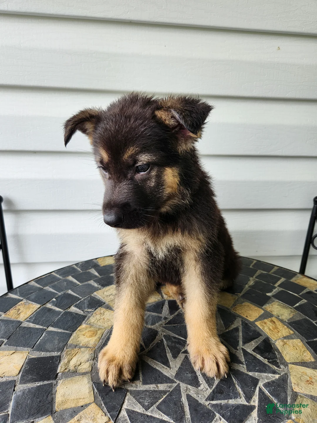 German Shepherd dogs for sale: Levi - Ad 2
