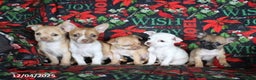 Chihuahua dogs for sale: Peanut  - Ad 2