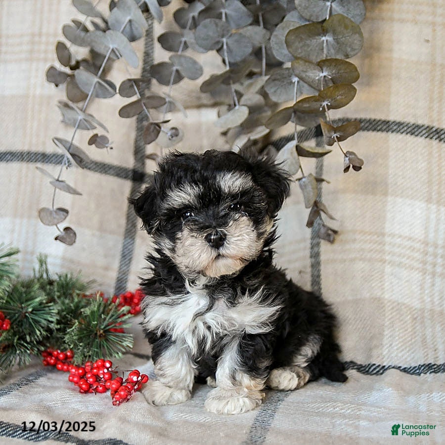 Maltipoo dogs Dallas - Ad 29