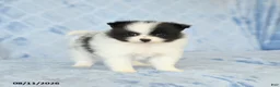 Pomeranian dogs for sale: Chase - Ad 3