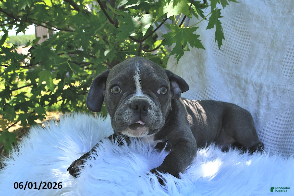 Frenchton dogs Rover - Ad 1