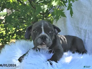 Frenchton dogs for sale: Rover - Ad 3