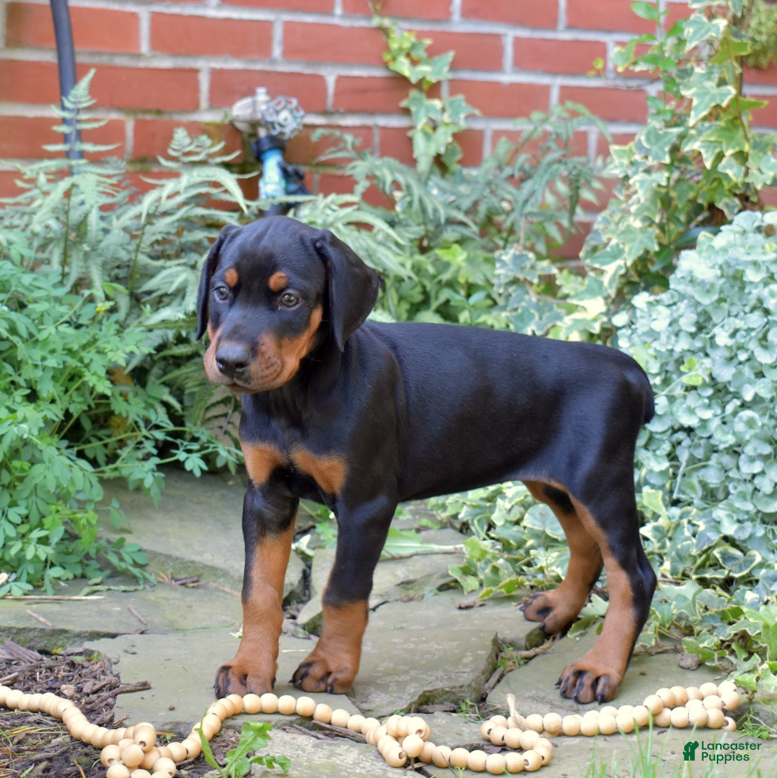 Doberman Pinscher dogs Orchid - Ad 1
