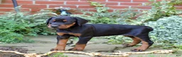 Doberman Pinscher dogs for sale: Orchid - Ad 7
