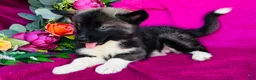 Siberian Husky dogs for sale: Koal - Ad 8