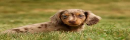Miniature Dachshund dogs for sale: BUDDY - Ad 8