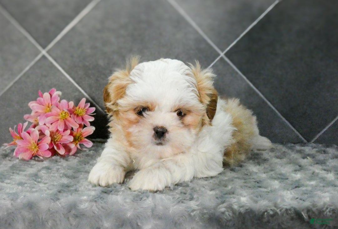 Shih Tzu dogs for sale: Lily - Ad 2