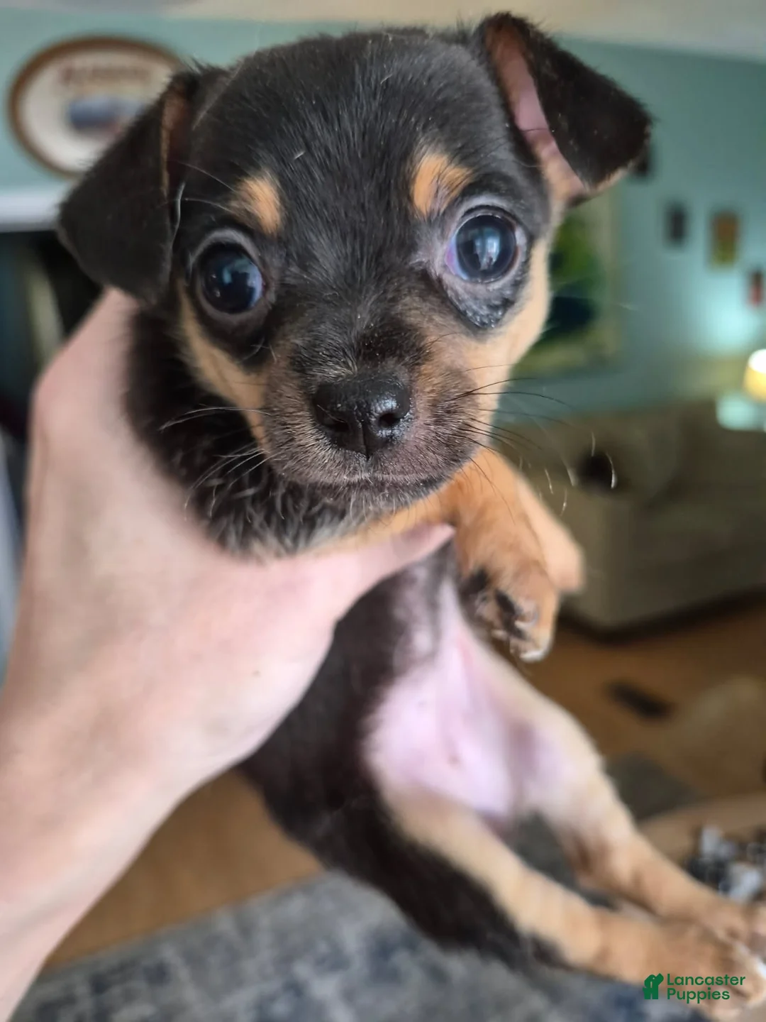 Chihuahua dogs for sale: Chihuahua Puppy 2 - Ad 1