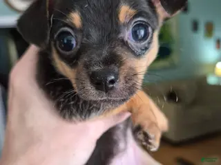 Chihuahua dogs for sale: Chihuahua Puppy 2 - Ad 1