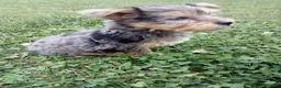Yorkshire Terrier dogs for sale: Rufas - Ad 4