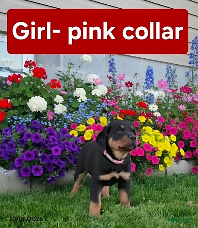 Rottweiler dogs Remi - Ad 1