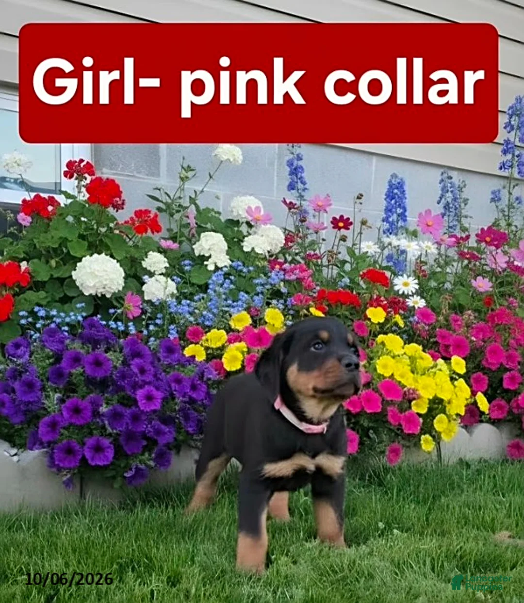 Rottweiler dogs for sale: Remi - Ad 1