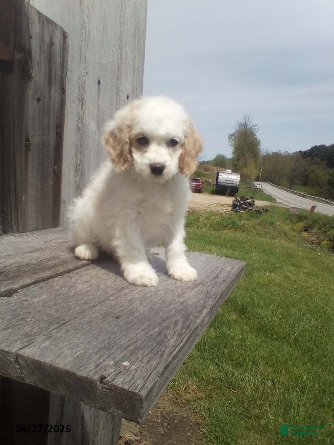 Cockapoo dogs Teddy - Ad 2