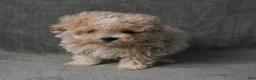 Maltipoo dogs for sale: Maltipoo 1 - Ad 2
