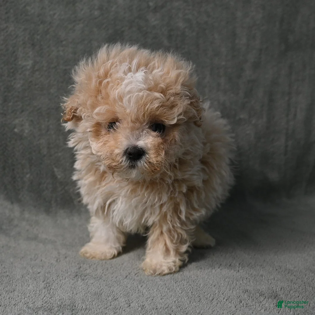 Maltipoo dogs for sale: Maltipoo 1 - Ad 2