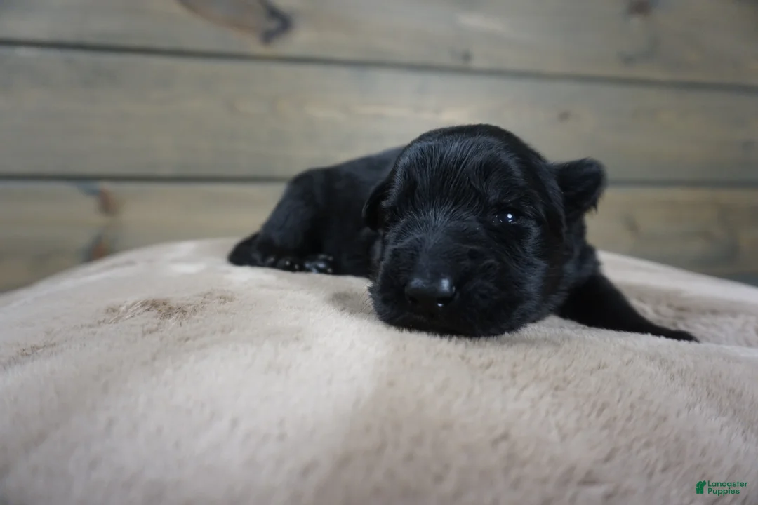 German Shepherd dogs for sale: Cove - Ad 5