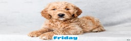 Goldendoodle dogs for sale: Friday - Ad 6