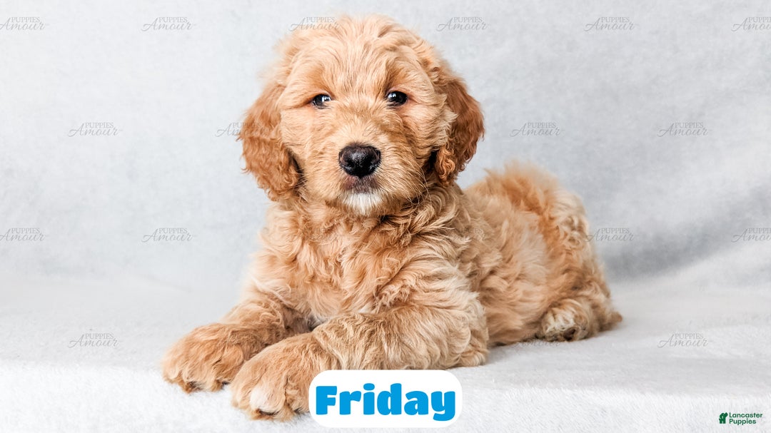 Goldendoodle dogs for sale: Friday - Ad 6