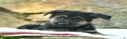 German Shepherd dogs for sale: Angel  - Ad 4