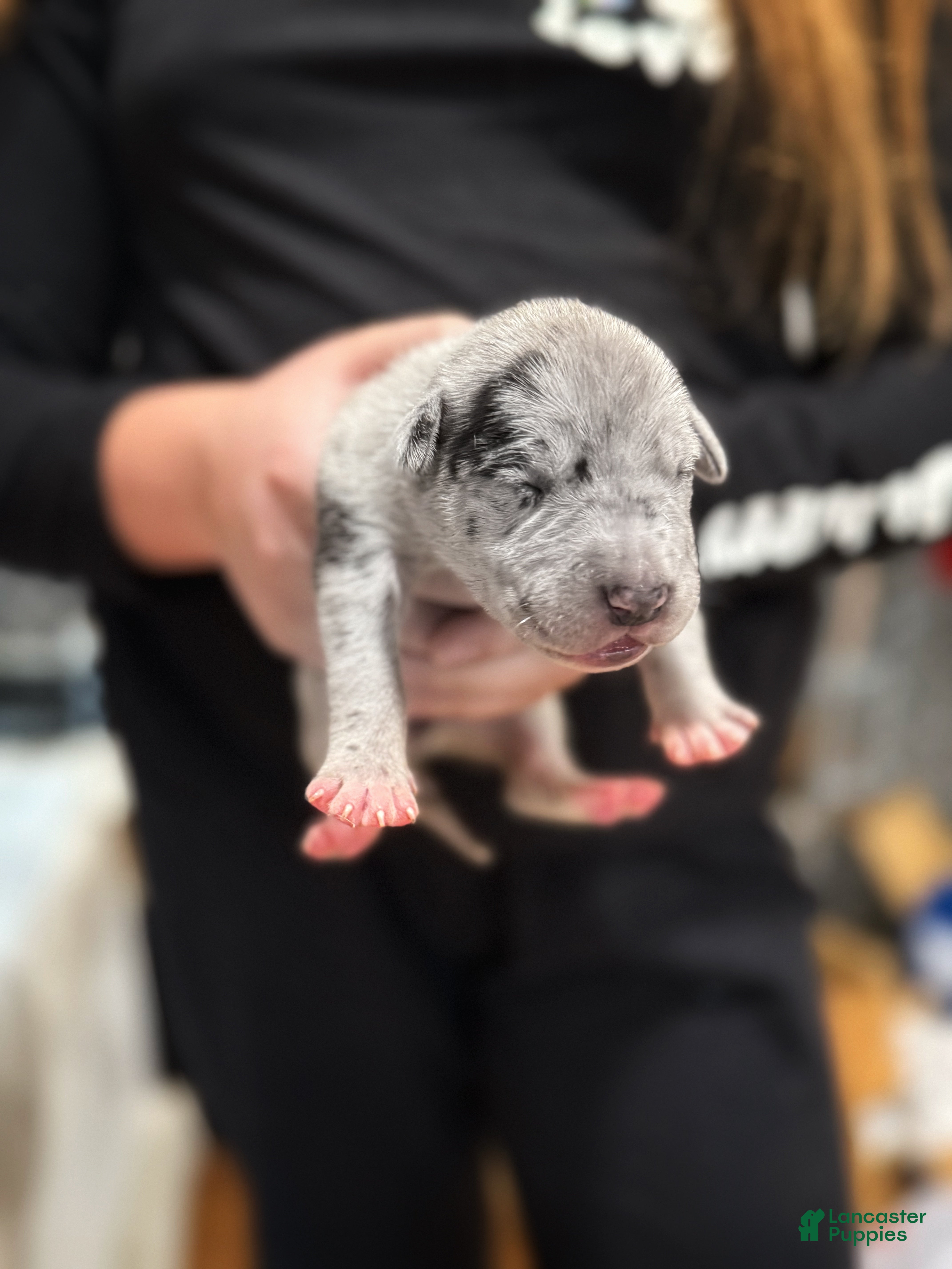 Great Dane dogs Merle  - Ad 35