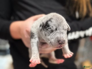 Great Dane dogs Brindle female 2 - Ad 28