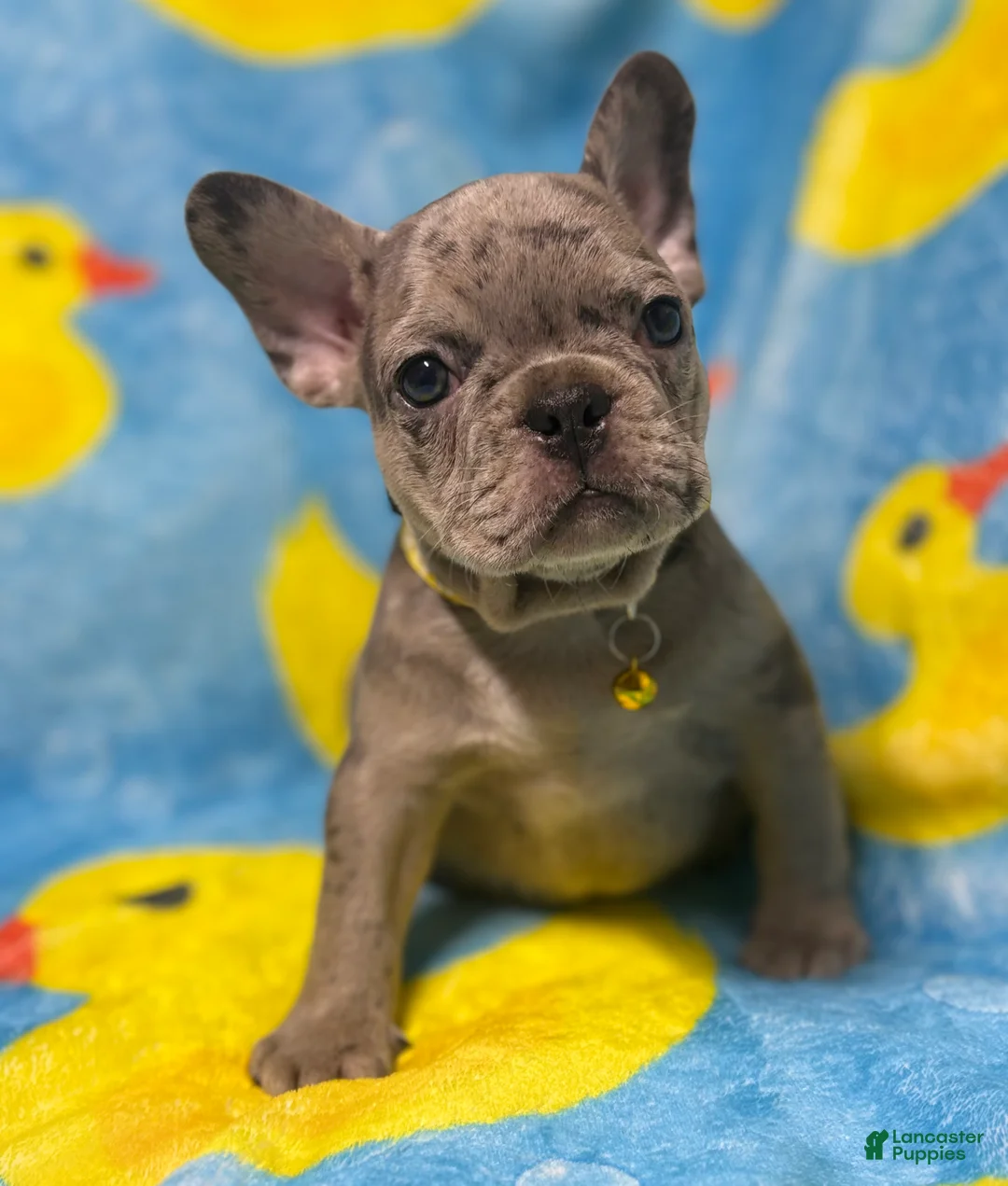 French Bulldog dogs for sale: GIOVANNI - Ad 2