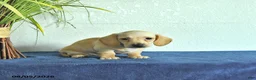 Miniature Dachshund dogs for sale: Max - Ad 2