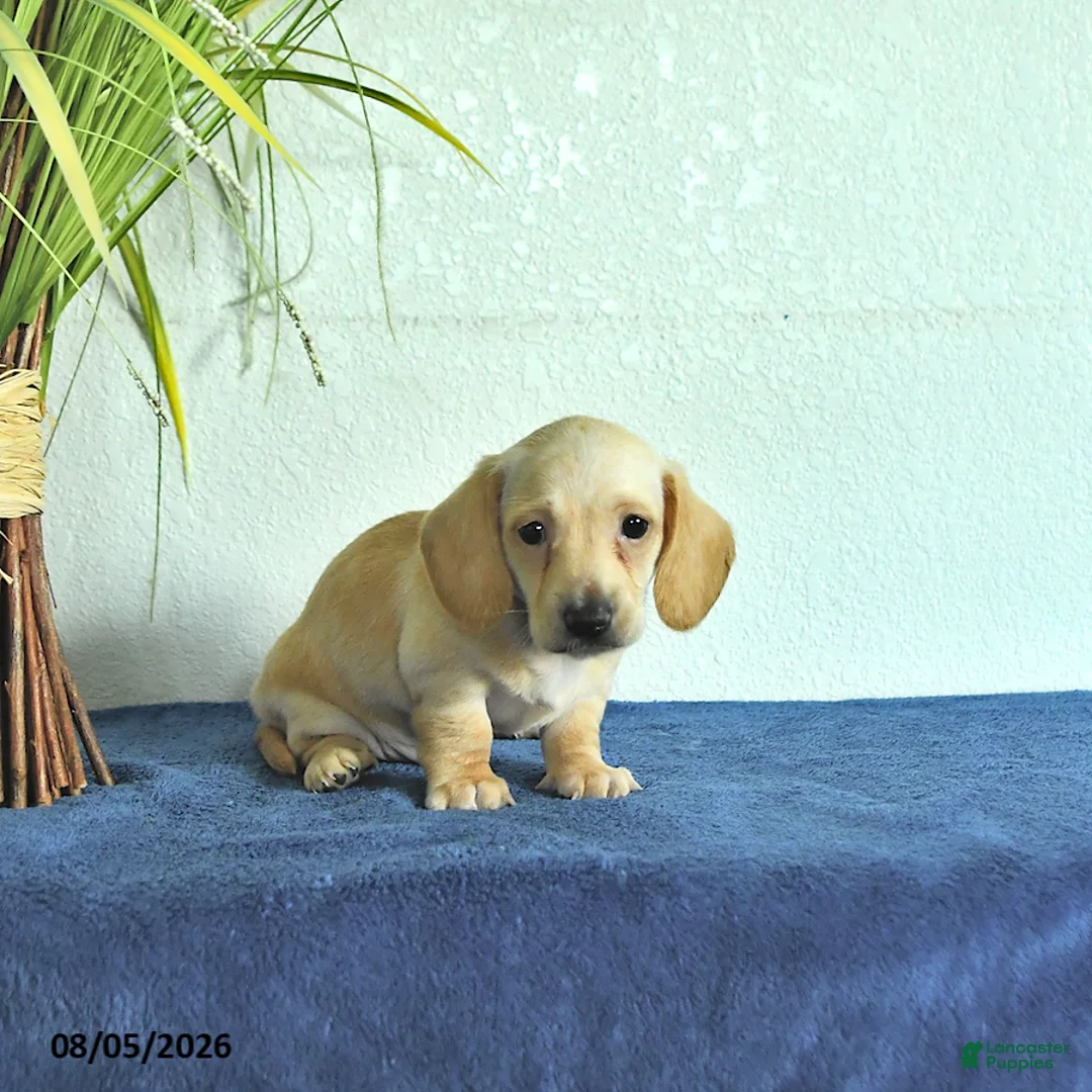 Miniature Dachshund dogs for sale: Max - Ad 2