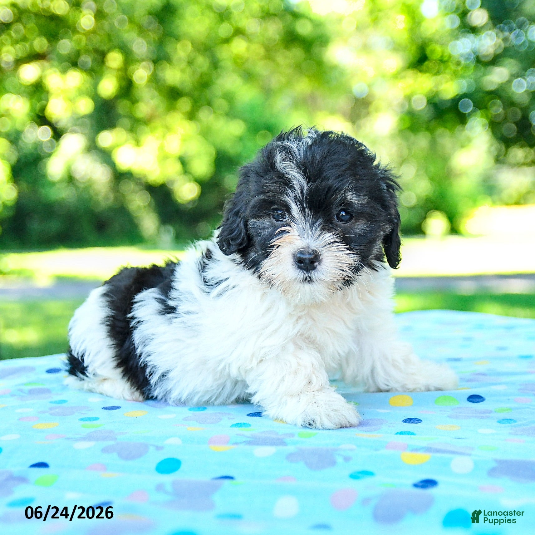 Shihpoo dogs Shantel - Ad 2