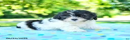 Shihpoo dogs for sale: Shantel - Ad 2