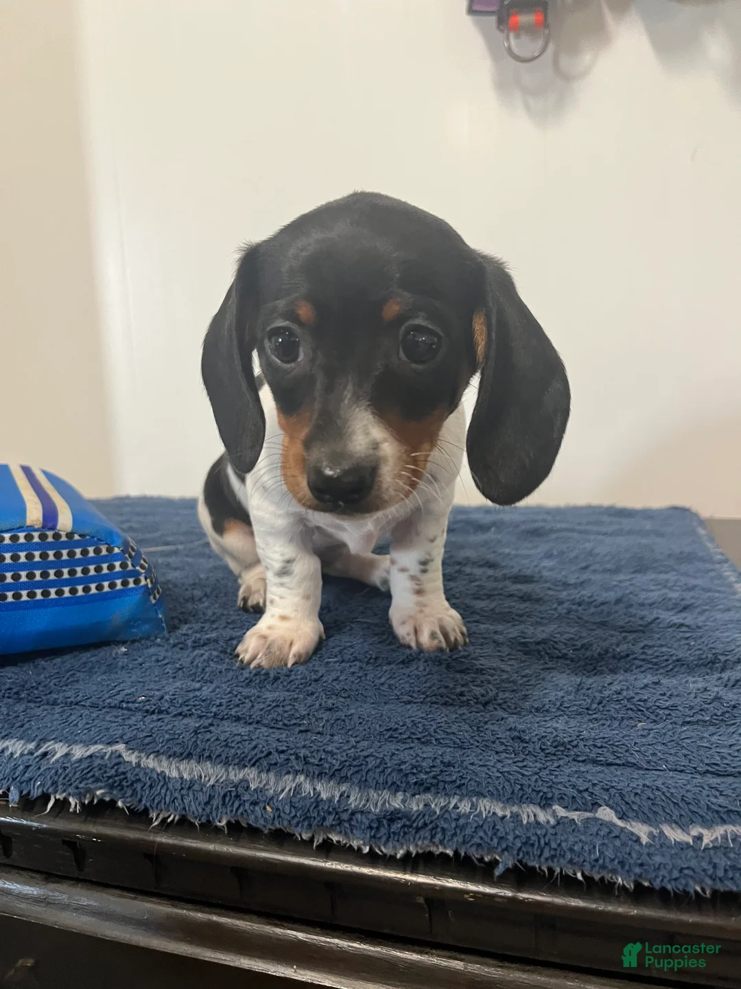 Miniature Dachshund dogs for sale: Gina - Ad 2
